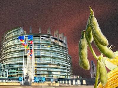 ECVC: el Parlamento Europeo aprueba la desregulación de los vegetales OMG-NTG