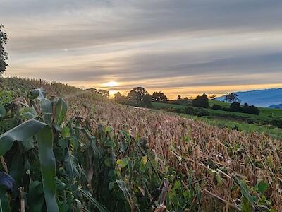 Milpa en Cartago, Costa Rica, 2026. Foto: Josué Garita Rivera