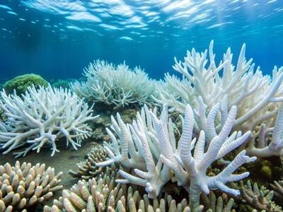 El alarmante avance de las olas de calor marinas en el mundo
