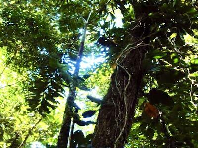 El Bosque Húmedo Tropical acorralado por actividades extractivas