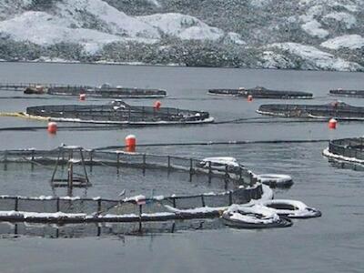 El costo ambiental de producir más: la sobreproducción vuelve a poner a la industria salmonera bajo la lupa
