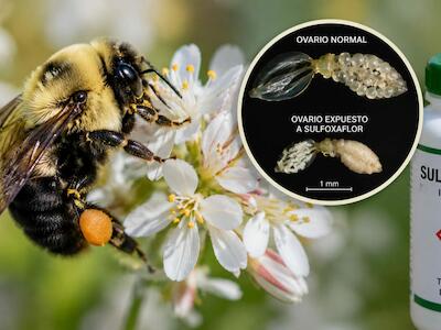 El daño de este pesticida no se ve a simple vista pero ataca directamente los ovarios de las abejas y podría estar reduciendo el número de crías qu...
