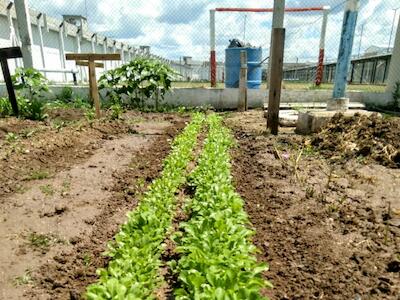 El docente Leonel Damasco cuenta cómo fue su experiencia dictando cursos agropecuarios en el penal de Merlo