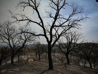 Árboles calcinados en el paraje natural de Pata del Caballo en Escacena del Campo (Huelva) tras el incendio de Niebla. Rafa del Barrio
