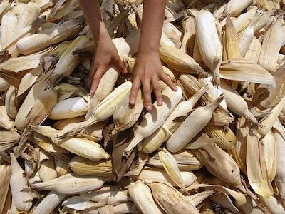 El maíz, en el punto de mira