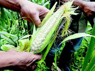 El mercado trasnacional del maíz