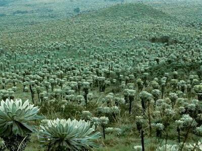 El páramo y los derechos del Sacha Urku