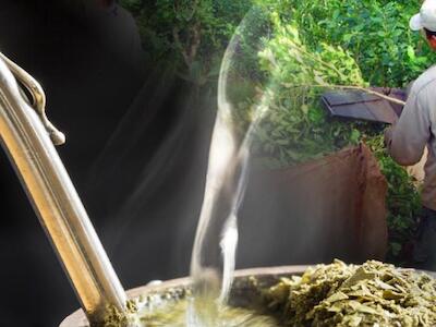 El regreso del glifosato y el dolor que trae el mate