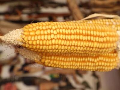 De acuerdo con datos del Departamento de Agricultura de Estados Unidos (USDA, por sus siglas en inglés), en 1993 –año previo a la entrada en vigor del tratado– México compró a estadunidenses 286 mil 874 toneladas de maíz, mientras en 2025 se ubicaron en 26 millones 112 mil 845 toneladas. Foto Roberto García López / Archivo