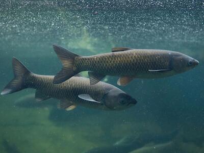 En dosis bajas de pesticidas aceleran el envejecimiento de los peces