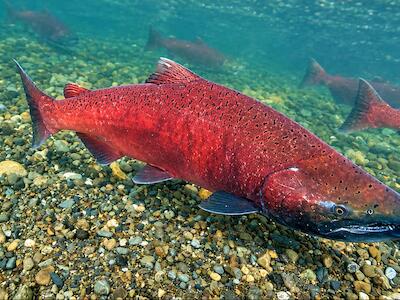 El salmón Chinook puede superar el metro y medio de longitud.