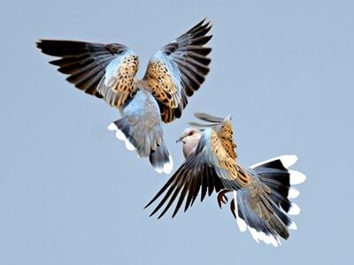 Europa perdió 600 millones de aves en pocas décadas
