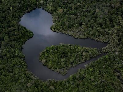 Fondo Bosques Tropicales para Siempre: nada que celebrar