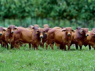 Governo quer ter árabes como sócios em recuperação de pastos