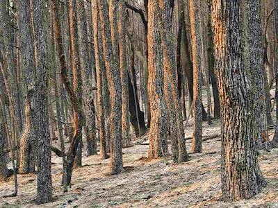 Incendios en la Patagonia: el territorio para quién y para qué