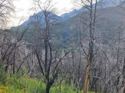 Investigadores estudian la regeneración postfuego, luego de un año del incendio. Foto: cortesía Melisa Blackhall, investigadora en INIBIOMA Conicet