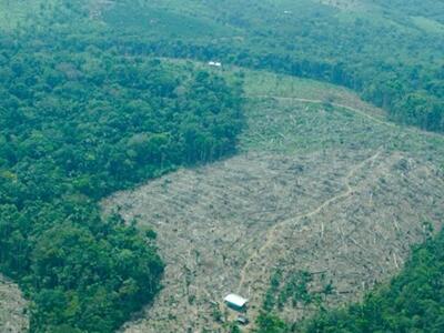 Incremento en la deforestación de la Amazonía colombiana