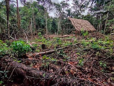 Indígenas de Tacana II alertan avasallamiento en zona donde transita un pueblo no contactado