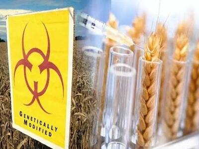 Informe Especial: Europa abre la puerta a una nueva ofensiva corporativa sobre las semillas y la soberanía alimentaria
