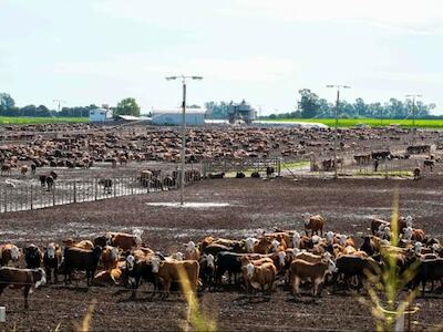 La agricultura y la ganadería industrial dejan sin agua potable a más de 260.000 personas