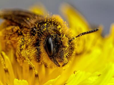 Imagen en primer plano de una abeja polinizando.Getty Images