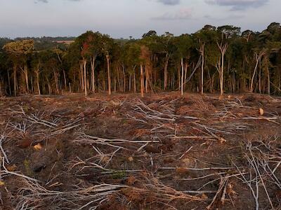 Los investigadores atribuyen a la deforestación un cambio hacia condiciones más cálidas y secas, similares a las de las transiciones entre selva y sabana (REUTERS/Amanda Perobelli)