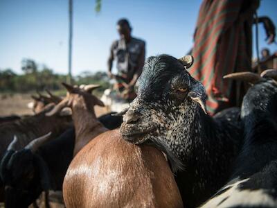 © UNDP En Turkana, al norte de Kenia, se venden cabras en un mercado.