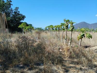 Foto: Humberto González. La parcela en enero de 2026.