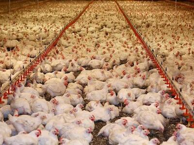 La producción y el consumo de alimento balanceado a nivel mundial