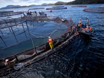 “La resistencia antimicrobiana es una pandemia silenciosa y la salmonicultura es parte del problema”, alerta microbiólogo
