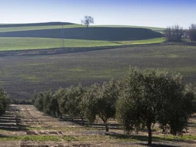 La inversión institucional alcanzó los 1.200 millones de euros en 2025 en un contexto marcado por la mejora hídrica, la estabilidad de la tierra agrícola y la recuperación de las operaciones corporativas./Foto: 123rf