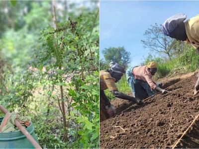 Los movimientos campesinos de Uganda se oponen a los pesticidas dañinos mediante la agroecología