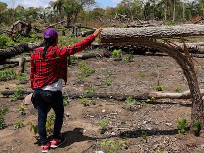 Más de 9 mil hectáreas de tala ilegal: la maquinaria de deforestación que une permisos estatales y tráfico de tierras en territorio indígena de Bol...