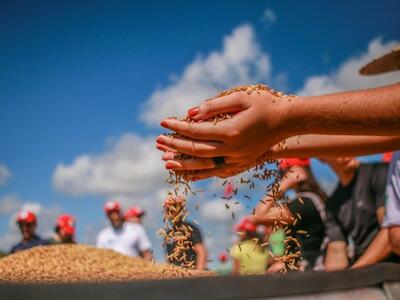 O MST é o maior produtor de arroz orgânico da América Latina, e avança em projetos para ampliação da escala em outras cadeias produtivas. Foto: Priscila Ramos