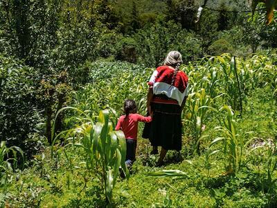 Hijas del maíz (Carla Scolari)
