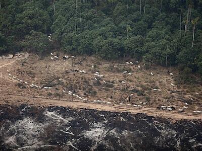 Terras da Floresta Nacional de Jamanxim, no Pará, queimadas ilegalmente para abrir espaço para a criação de gado. Foto: Greenpeace