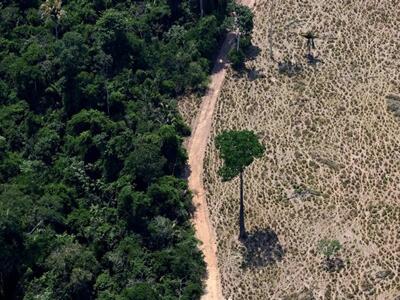Multinacionales desinteresadas en la lucha contra la deforestación