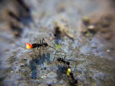 Nuevo estudio revela red de intercambio entre insectos y plantas 
