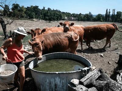 Olas de calor intensas, el Consejo AGRIPESCA debe tomar medidas afirma ECVC