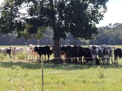 Organizaciones advierten que PL 157 de conversión de tierras sienta bases para la reconcentración de la propiedad agraria y anuncian recurso legal