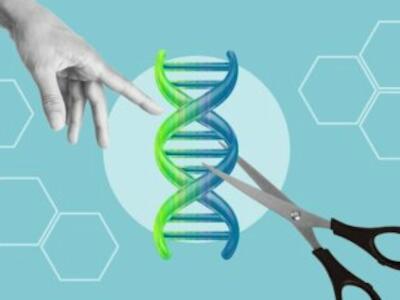 Organizaciones cuestionan al SAG por regulación de cultivos editados genéticamente y acusan falta de rigor científico y participación real