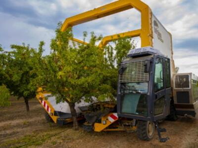 Una cosechadora recolecta almendras en una explotación intensiva de Ejea de los Caballeros (Zaragoza). Grupo Tenías