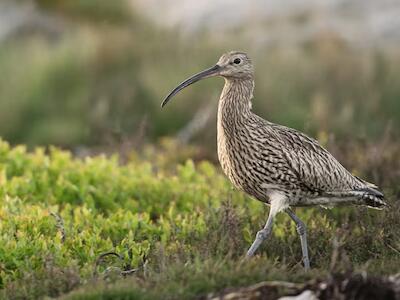 Por lo menos 44 especies se extinguieron en 2025