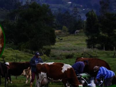 Productores lecheros advierten inminente crisis por entrada de leche en polvo sin aranceles del TLC