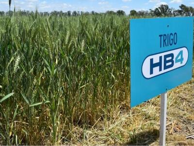Prohíben el trigo transgénico en la provincia de Buenos Aires