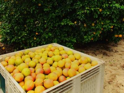 ¿Quién es Alico Inc? La firma de Florida, Estados Unidos, que maneja 20.000 hectáreas y dejó el citrus tras perder 70% de su producción