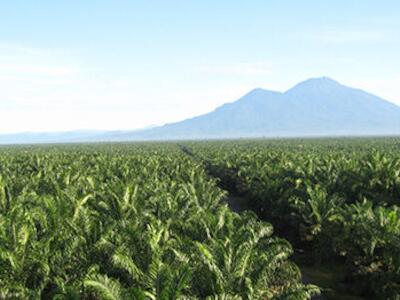 ¿Quién es Wilmar International? El coloso del aceite de palma que mueve millones de toneladas en Asia