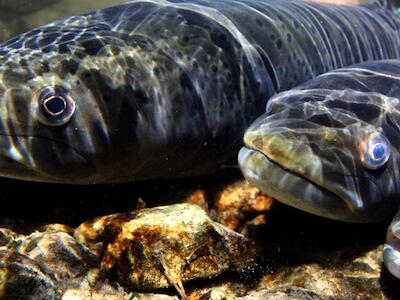 Reclaman acciones transfronterizas para frenar el colpaso de peces migratorios de agua dulce