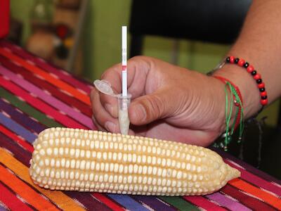 REDSAG alerta sobre el avance de uso de semillas transgénicas en Guatemala