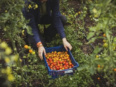 Reino Unido: LWA reflexiona sobre derechos de trabajadores del sector agroecológico